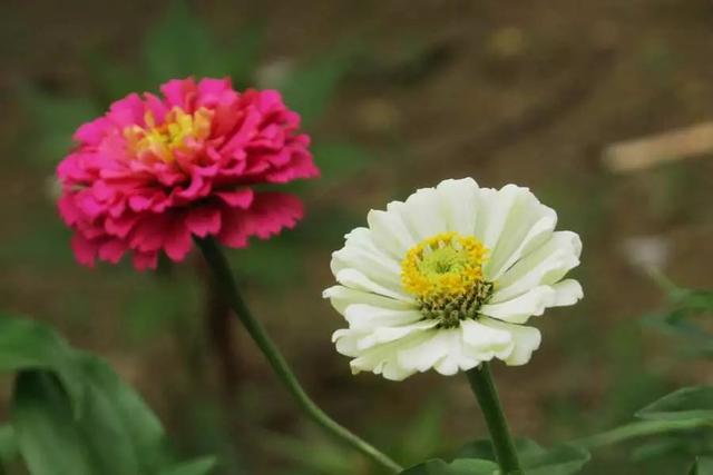 万寿菊几点开花，万寿菊的花什么时候开（这几种植物待天气暖和点撒土里）
