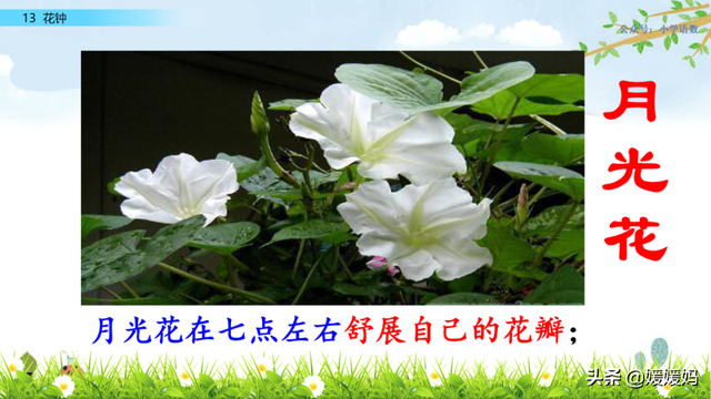 芬芳迷人的意思，芬芳迷人是什么意思解释一下（三年级下册语文第13课《花钟》图文详解及同步练习）