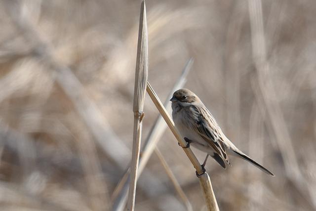 水鸡是什么，水鸡是什么车（西方秧鸡、叽咋柳莺......）