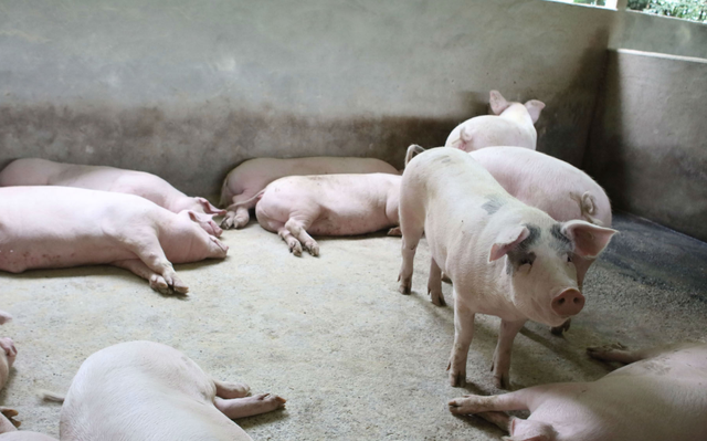 泔水桶是什么意思，部队锅食材（辟谣：禁止泔水养猪）