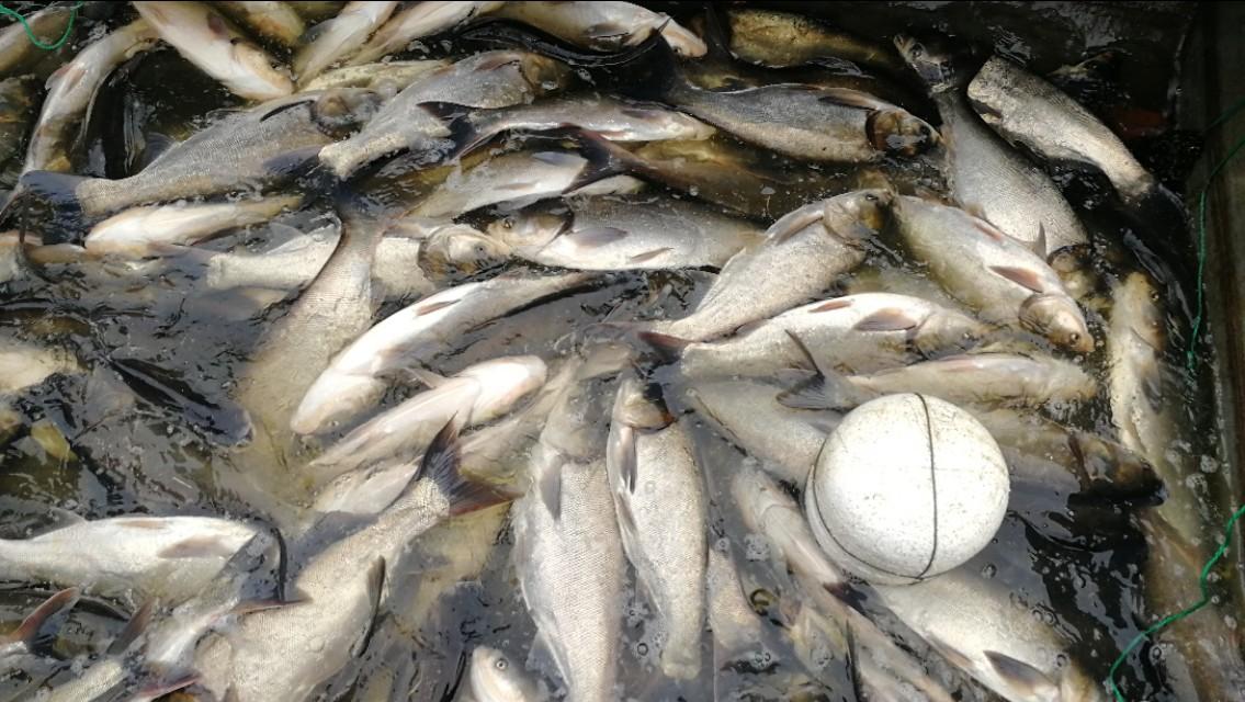手竿钓鲢鳙技巧全解析：钓鱼人必学实战秘籍，轻松上鱼不踩坑