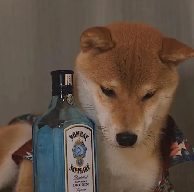 可爱的狗子图片，可爱狗子头像微信（狗狗憨憨头像‖好可爱啊）