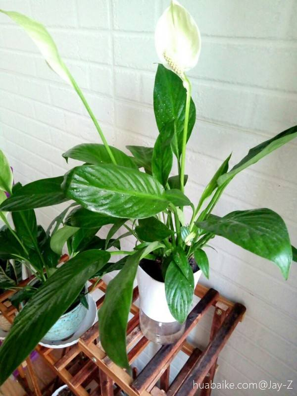 适合家里养的花，家里客厅适合养什么花（养在室内提升气质）