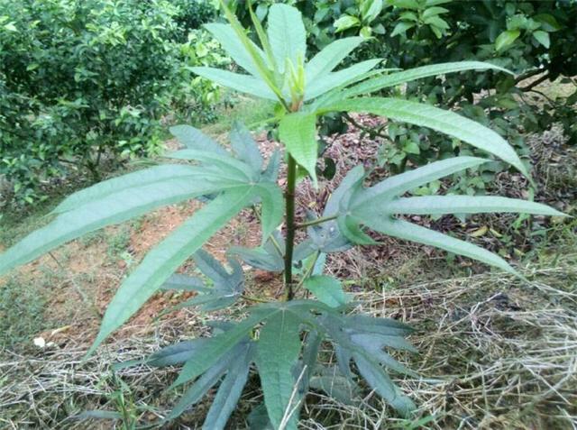 白毛桃根的功效与作用(中药材五指毛桃根) - 行就行