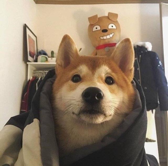 高质量动物情头，动物情头 超可，微信头像（敲可爱的情头）