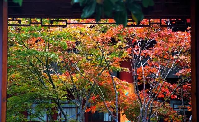 满山红叶似彩霞，阿宝歌曲大全（山东最全赏红叶地图来了）