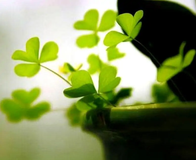 不识趣什么意思，不识趣的动物是什么数字动物（否则就是不识趣）