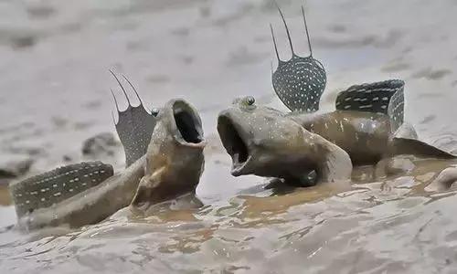 请问清炸小扒皮鱼的做法，炸小剥皮鱼的做法大全（今后再也不怕不认识海鲜了）