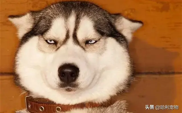 哈士奇和狼的区别有哪些，狼与哈士奇的区别（哈士奇与狼的区别）