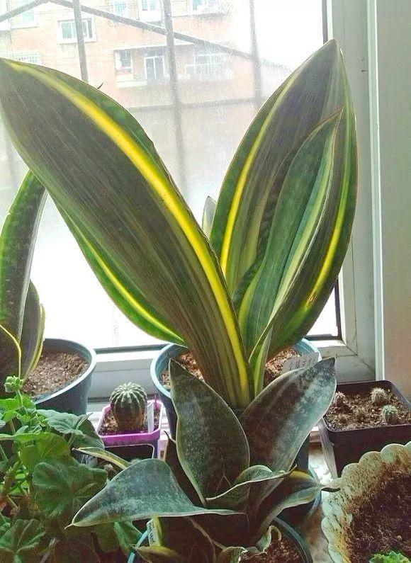 宝镜虎皮兰怎么养,他家的虎皮兰 - 玉三网