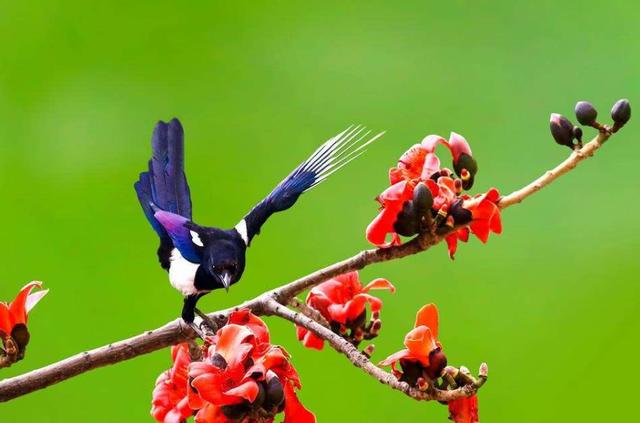 燕子落在家门口预示着什么,燕子窝风水口诀(俗语"两鸟进家门)