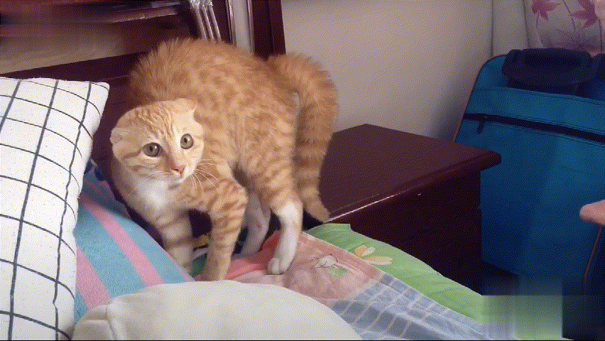 猫尾巴竖起来什么意思，小猫翘着尾巴是什么意思（一动尾巴就出卖心情的猫咪也太可爱了）