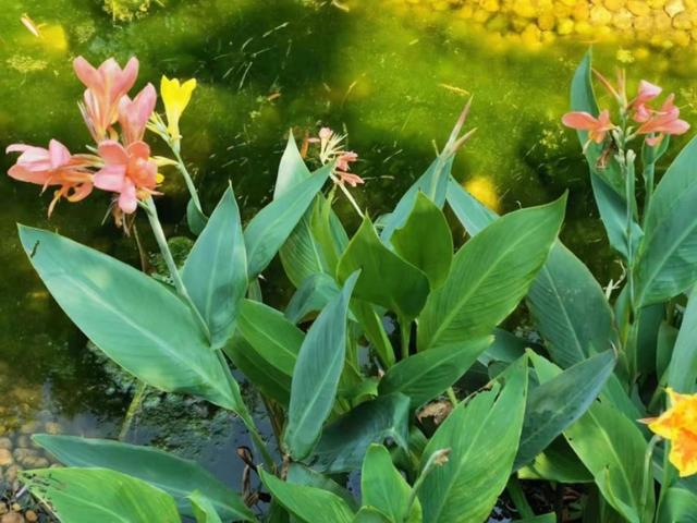 美人蕉花语，美人蕉花语是什么意思（北方地区现在就要注意防寒）