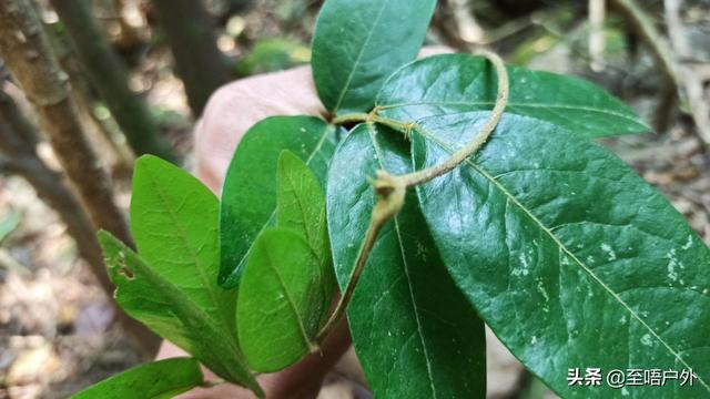 千斤拔别名叫什么名字，千斤拔别名（一种生长于山上可食用也可以泡酒的佳品）