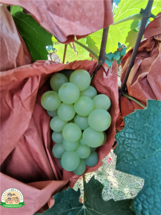 什么是水晶葡萄，什么是水晶葡萄酒（清镇水晶葡萄火热上市）