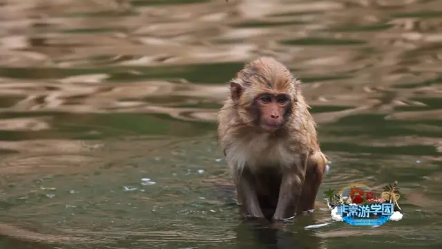 猩猩、狒狒和猴子的区别，狒狒和猩猩谁是猴科动物（是猿是猴，傻傻分不清楚）
