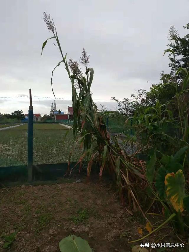 醋柳果的功效与作用，醋柳果的功效与作用及禁忌（国内有哪些小众特色水果）