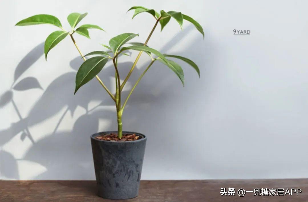 淘宝网花店(淘宝商城花卉市场)