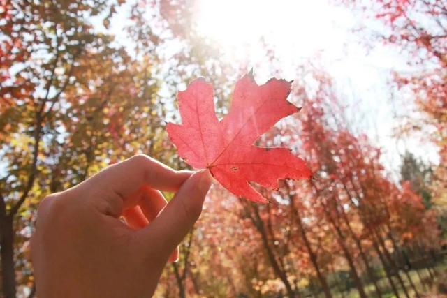 缓缓飘落的枫叶像思念，写给天空的情书周杰伦（枫叶映山红，一川夕阳浓）