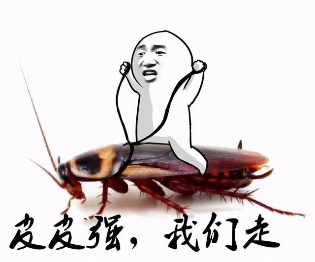 房间里有蟑螂怎么办，房间里面有蟑螂怎么处理（灭蟑螂，最靠谱的2招）