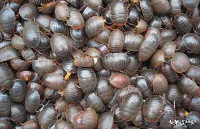 土元养殖注意哪些事项，土元繁殖注意事项（土元养殖实用技术）