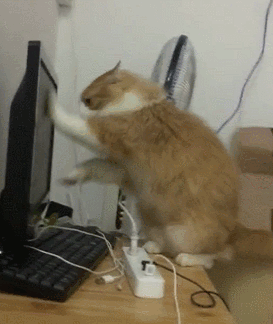 养猫对人的巨大危害，养猫对人的巨大危害有哪些（养猫的7个“害处”）