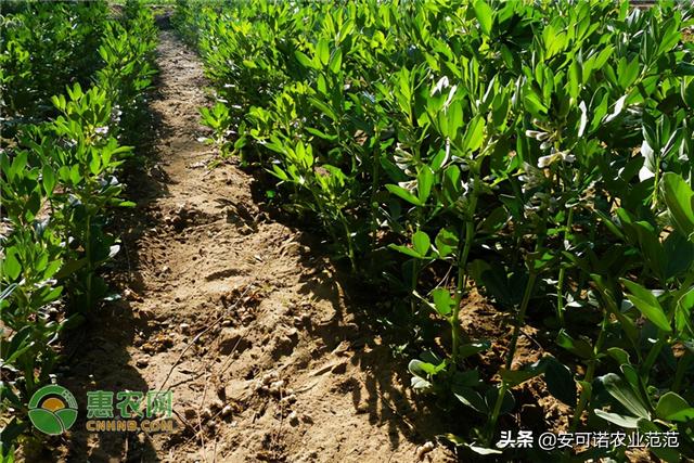 胡豆和蚕豆的区别，胡豆和蚕豆是同一种豆吗（蚕豆有哪些优良品种）