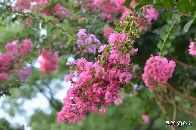 地被植物，常绿植物、地被及其他篇（地被植物名词解释）