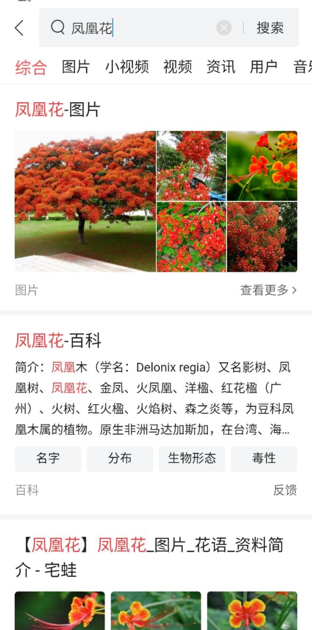 凤凰花是什么颜色，凤凰花的寓意和象征（还会长出弯刀状的豆荚）