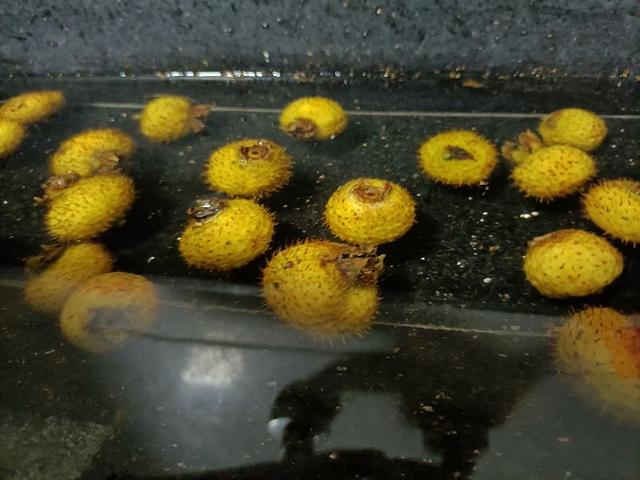 干刺梨泡水一次泡几粒，刺梨干怎么泡水（刺梨酒教程）