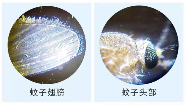 显微镜观察洋葱表皮细胞步骤，怎样使用显微镜观察洋葱表皮细胞正确步骤（放大120倍看世界）
