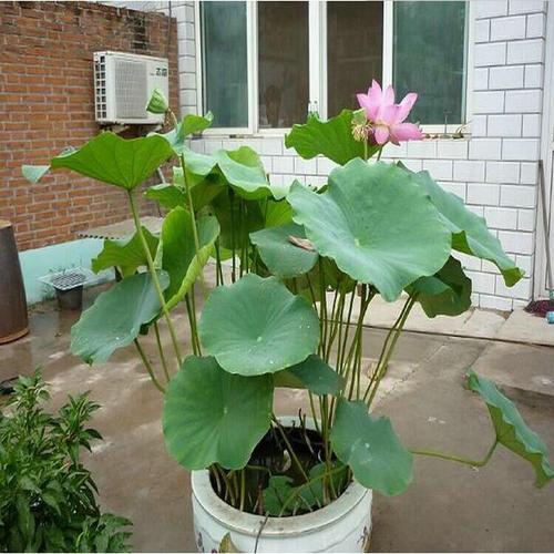 如何种植荷花，秋天还有大收获