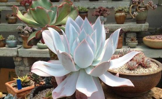 多肉植物所代表的花语，多肉植物花语（都是表示“爱意”的）