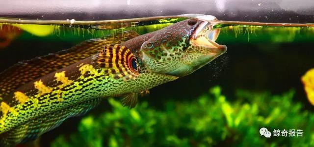 黄金眼镜蛇雷龙，黄金眼镜蛇饲养说明书（黄金眼镜蛇雷龙能长多大）