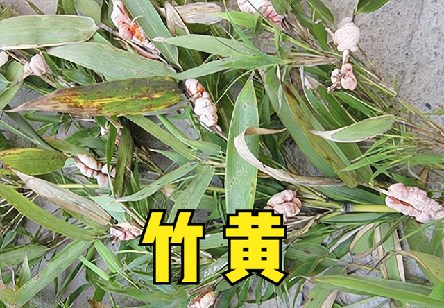 竹黄的功效与作用，竹黄的功效与作用图片（过去老人说有毒不能吃）