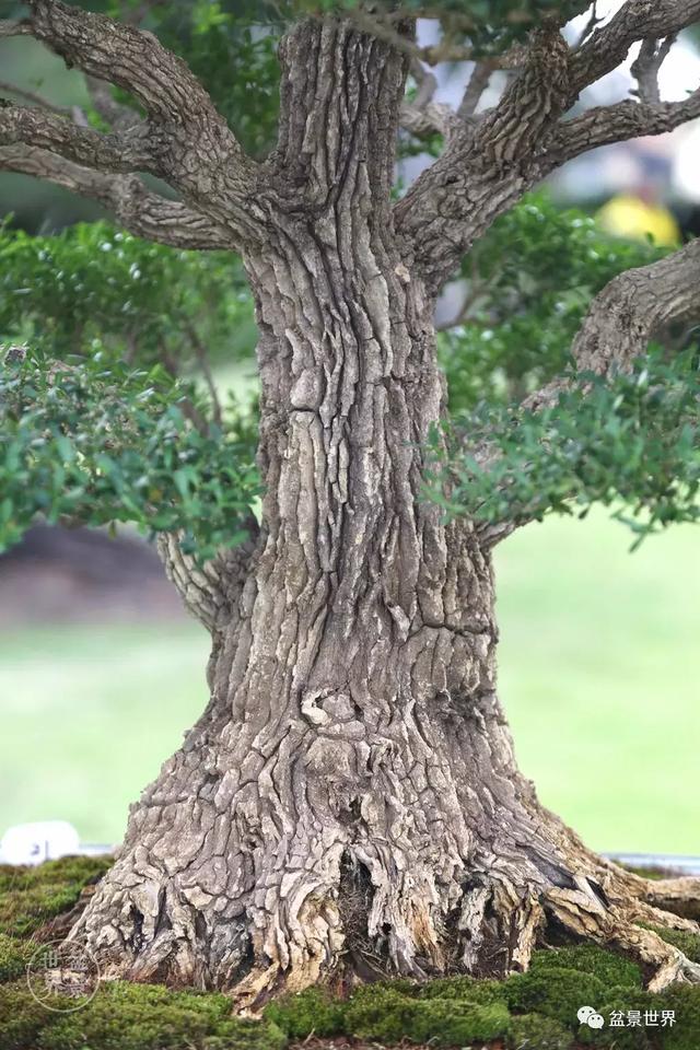 黄杨木盆景养护注意事项，怎样养黄杨木盆景（一组黄杨盆景精品欣赏）