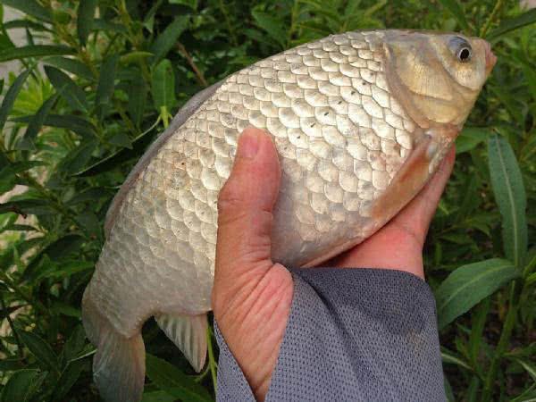 7种常见的鲫鱼品种，最好的鲫鱼是什么品种（这种头短体肥的白鲫）