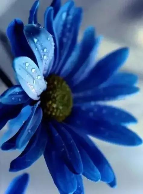 蓝色的菊花