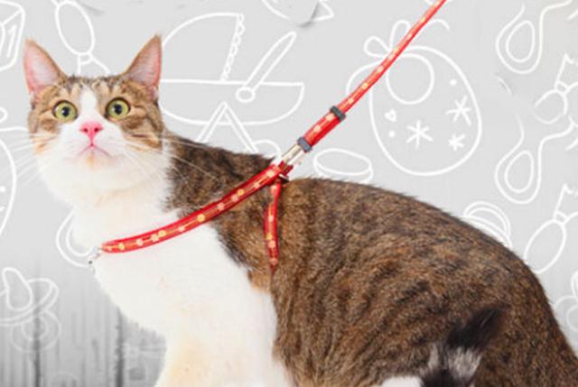 牵引绳有什么用，牵引绳安全吗（现在遛猫都用上牵引绳了么）