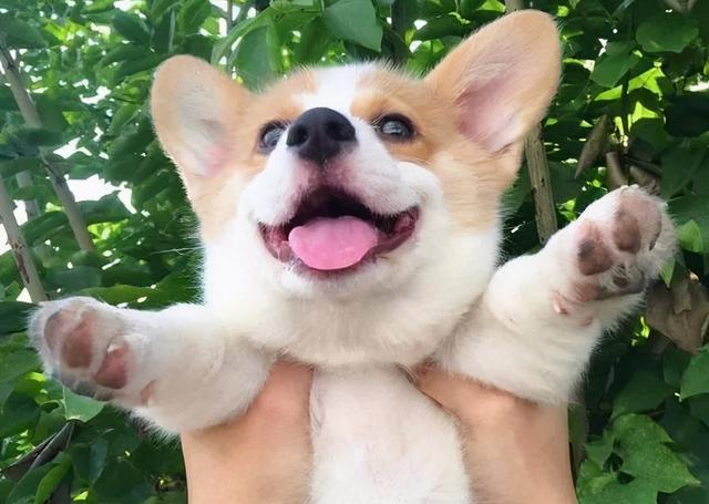 抱狗（普京抱狗），抱狗姿势禁忌：你这样抱狗（普京外交抱狗图片）