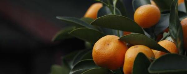 如何养殖桔子树，家里养桔子树怎么养（盆栽桔子树叶子发黄）