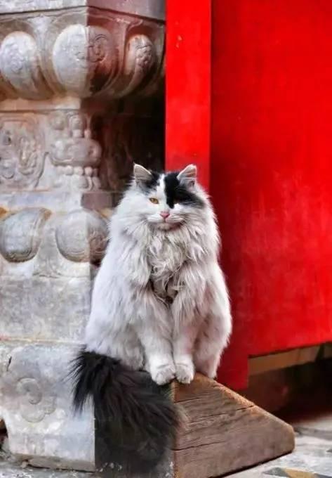 故宫最胆小御猫，我们只是惊呼是不够的