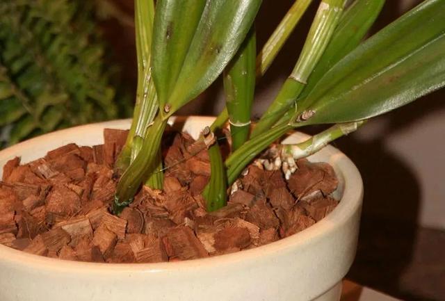 盆栽植物怎么养，家里养盆栽绿植掌握这几个秘诀
