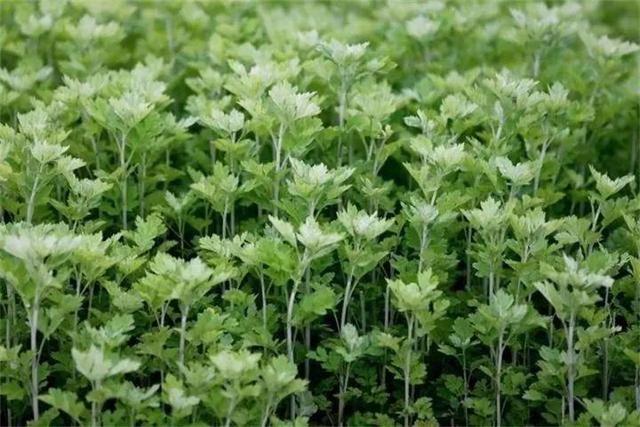 艾草能驱蚊子吗，艾草驱蚊吗（比花露水还管用）