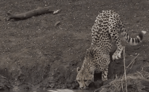 鳄鱼是两栖动物吗，扬子鳄是两栖动物吗（科莫多龙VS鳄鱼）