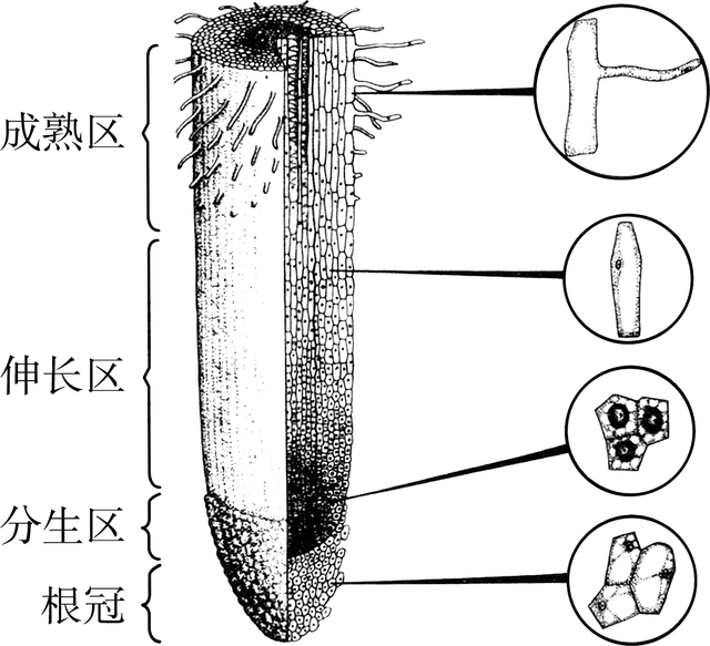 胚珠的发育和胚囊的形成总结，济南版生物八年级上册知识点总结