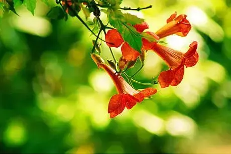 各种花开放的时间（100种常见花的花开时间附图）