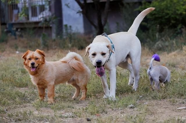 冠毛犬养护知识，冠毛犬长什么样（国内最少人养的“6种狗狗”）