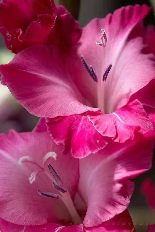 世界上有多少种花，世界上有多少种花?分别是什么（100幅美丽的花儿，赏心悦目）