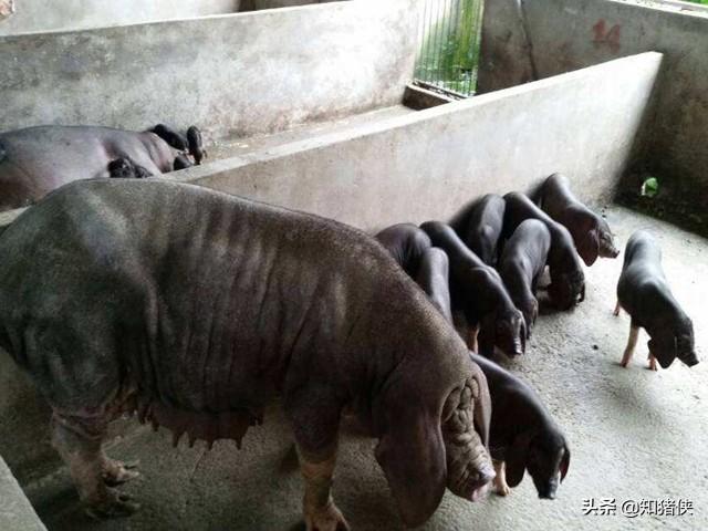 母猪平均产仔数多少，我国这种猪产仔数26头以上